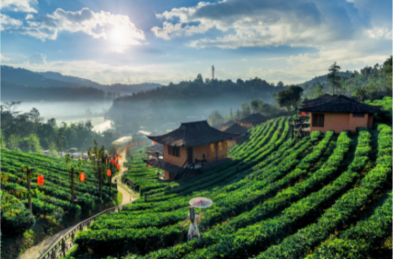 OOTY-COONOR