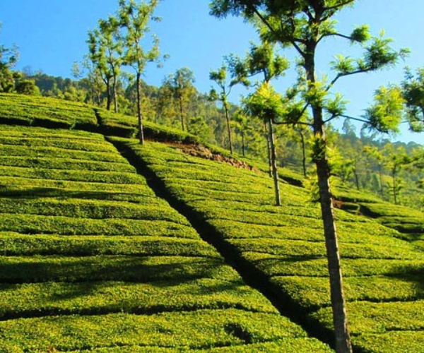 ooty tea