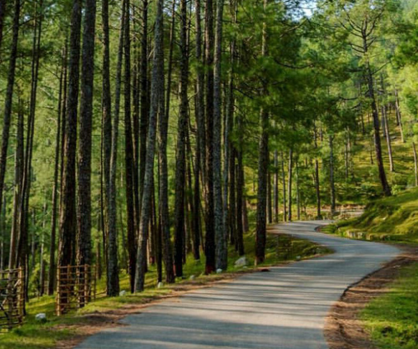 pine forest
